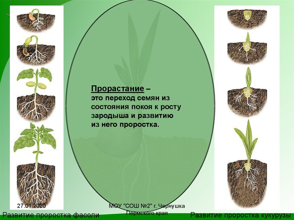 Семена каких растений сохраняют жизнеспособность меньше всего. Прорастание семян. Развитие проростка фасоли. Последовательность прорастания семян. Прорастание – это переход семян.