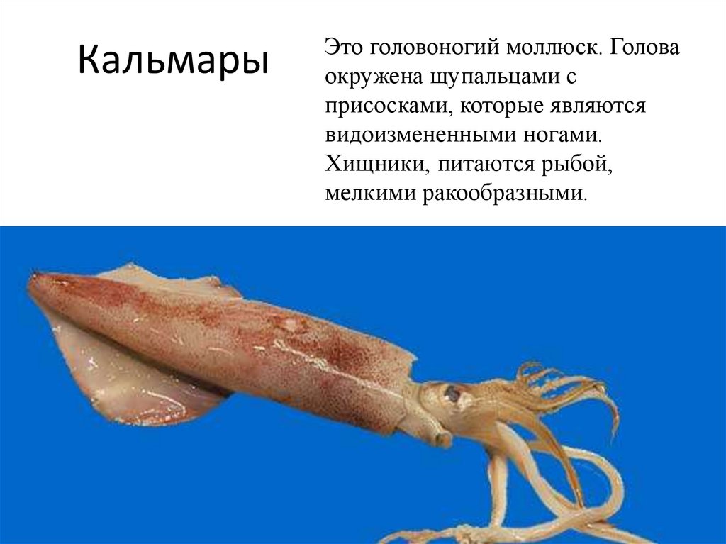 Головоногие голова. Головоногие моллюски кальмар. Кальмар моллюск. Кальмар реактивное движение. Мантия кальмара.