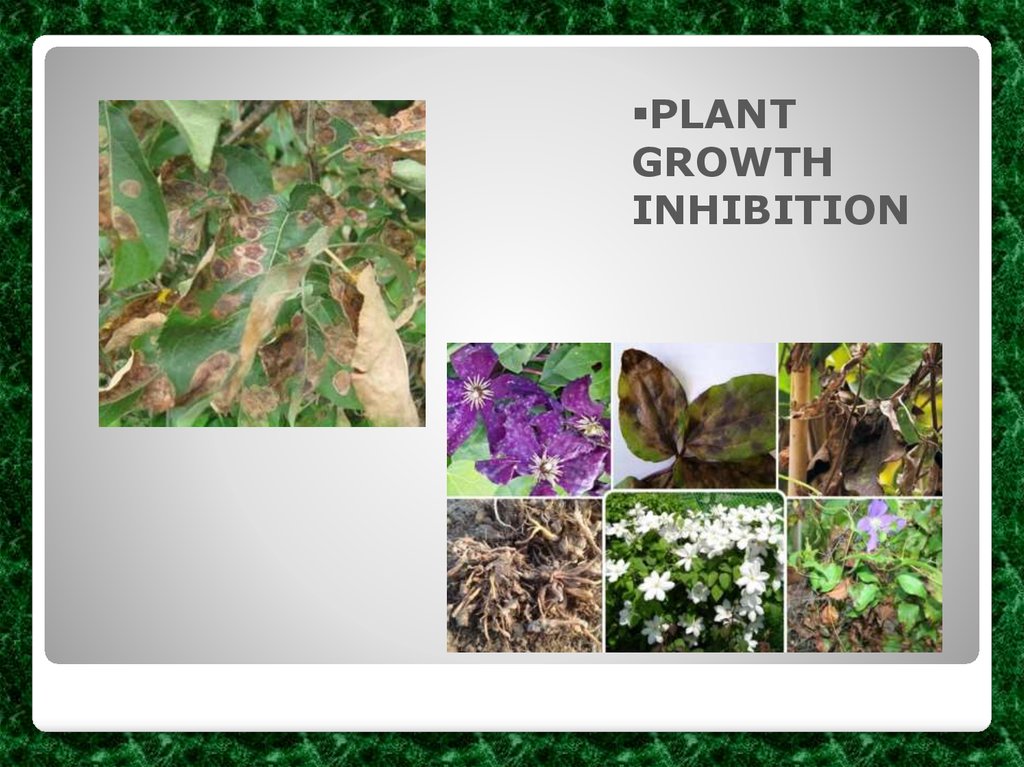 PLANT GROWTH INHIBITION
