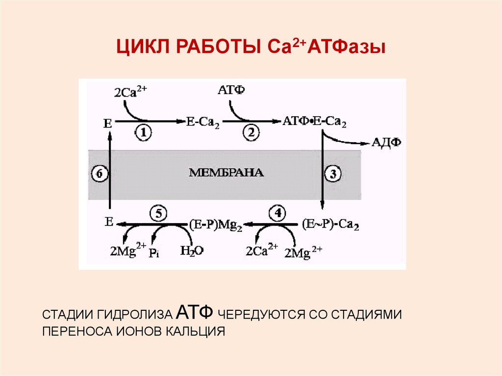 Са 2