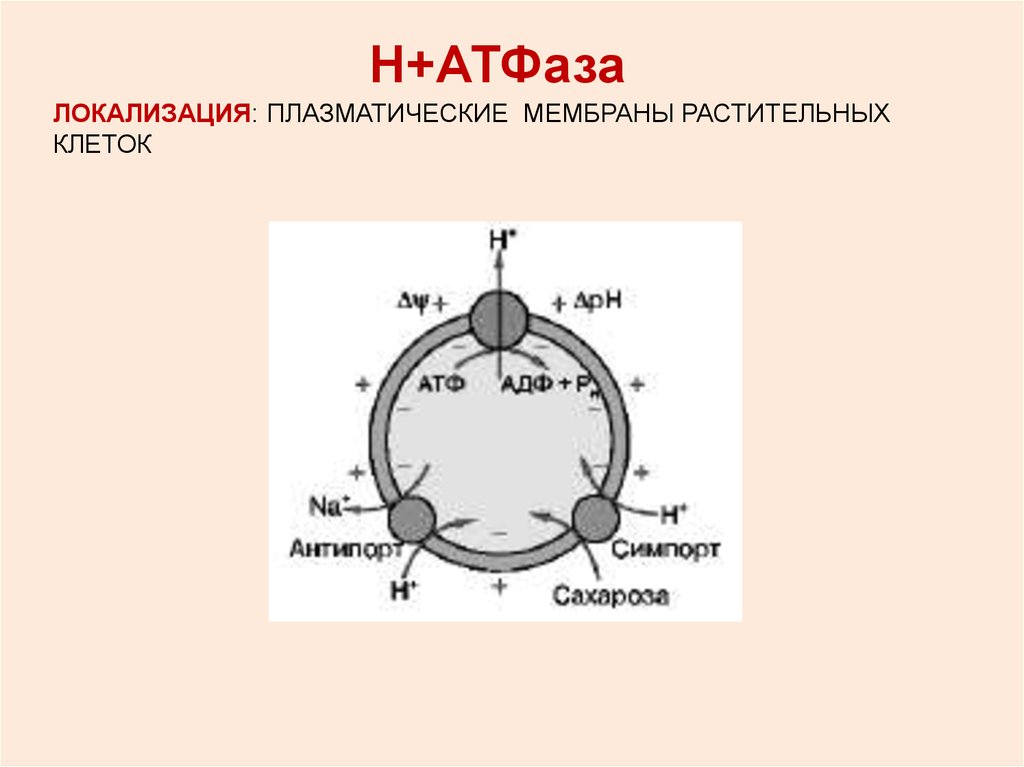 Атфаза. Функция АТФАЗЫ. АТФАЗЫ типы. Na k АТФАЗА локализация. АТФАЗА функции.