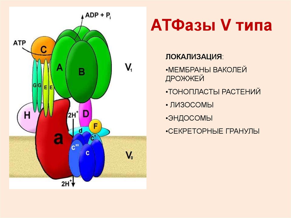 Атфаза. Строение АТФАЗЫ. Транспортные АТФАЗЫ. Протонная АТФАЗА. АТФАЗА строение.