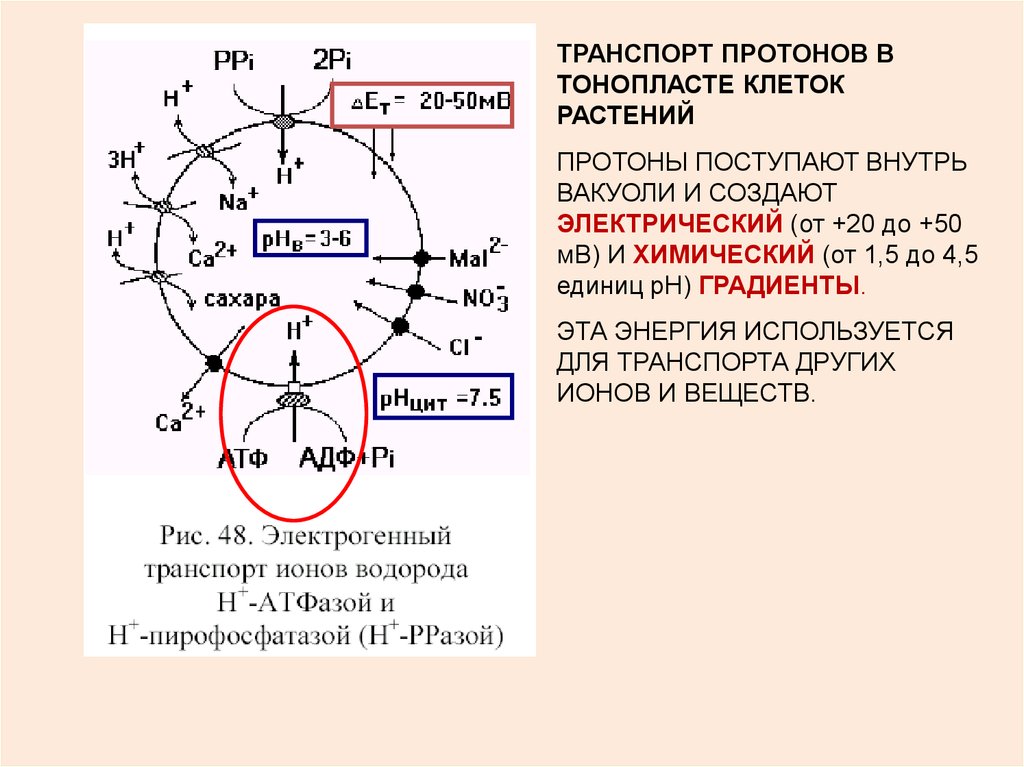 Протон протонный цикл. Протонный транспорт. Условия сопряженного транспорта. Сопряженный транспорт кратко. Сопряженный транспорт физиология.