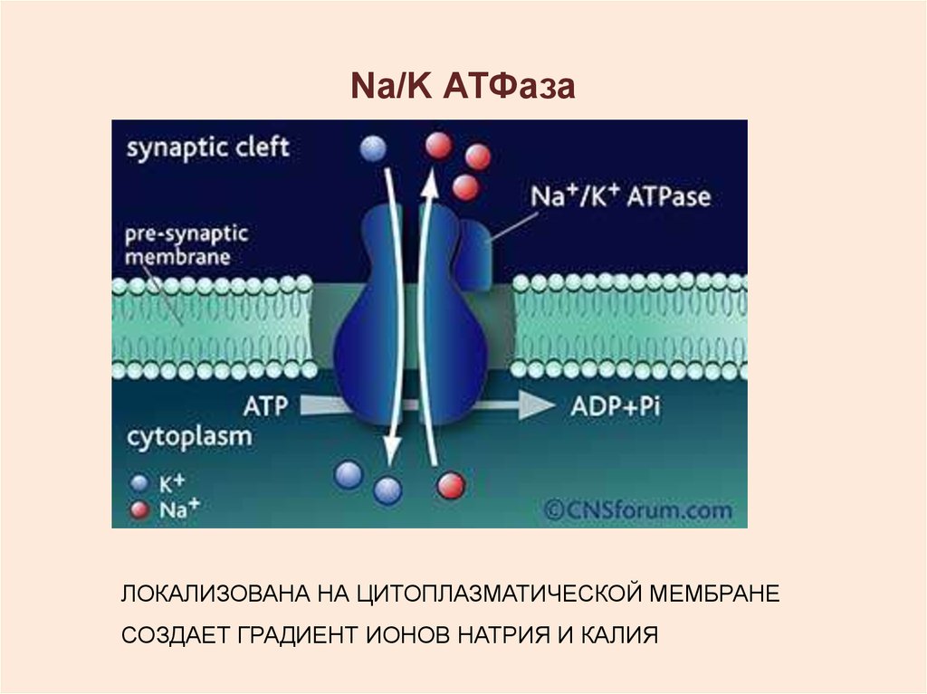 По какой схеме возможен одновременный трансмембранный перенос ионов калия и натрия