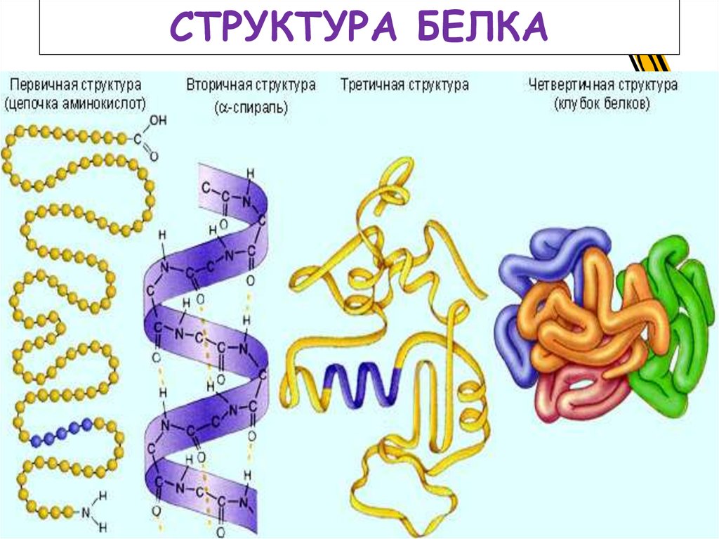 Строение полипептидной цепи