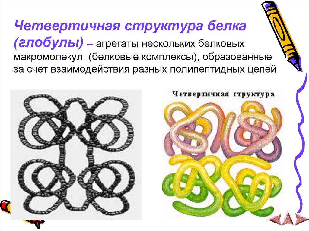 Структура белка характеристика таблица. Четвертичная структура белков. Строение и свойства белков.