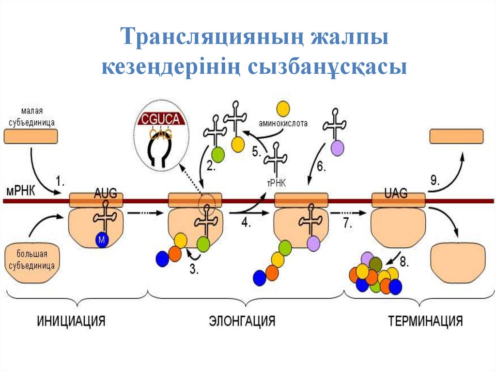 Терминация синтеза рнк. Синтез белка трансляция элонгация\. Терминация трансляции схема. Инициация элонгация терминация. Биосинтез белка инициация элонгация терминация.