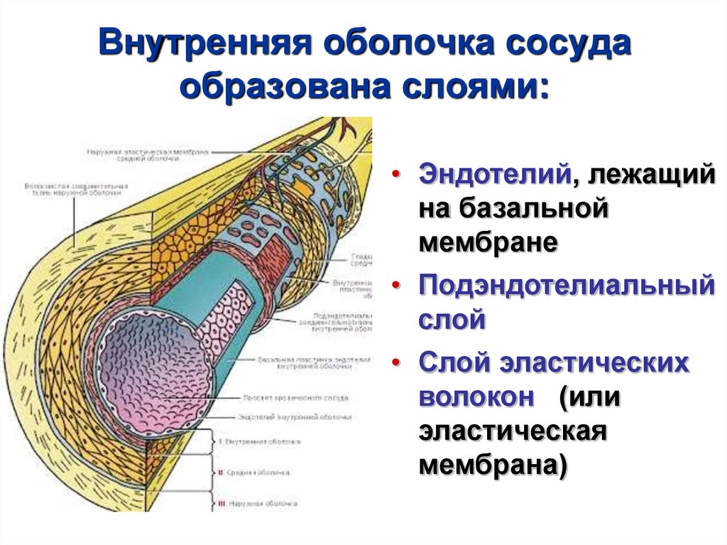 Стенки образованы 1 слоем клеток. Внутренняя оболочка. Внутренняя оболочка сосудов. Внутренняя оболочка артерии. Внутренняя оболочка образована.