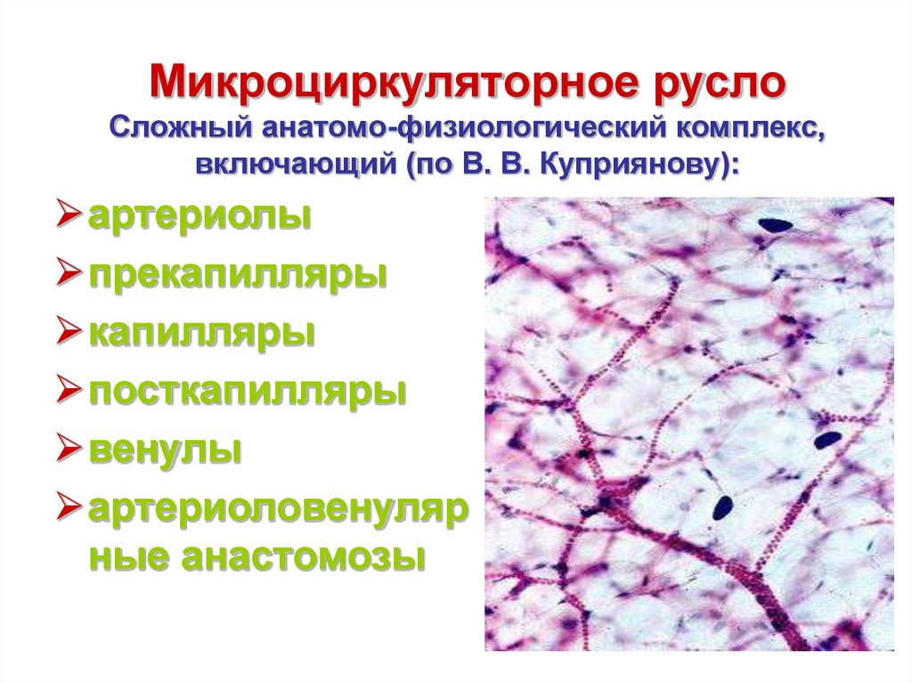 Микроциркуляторное русло гистология рисунок