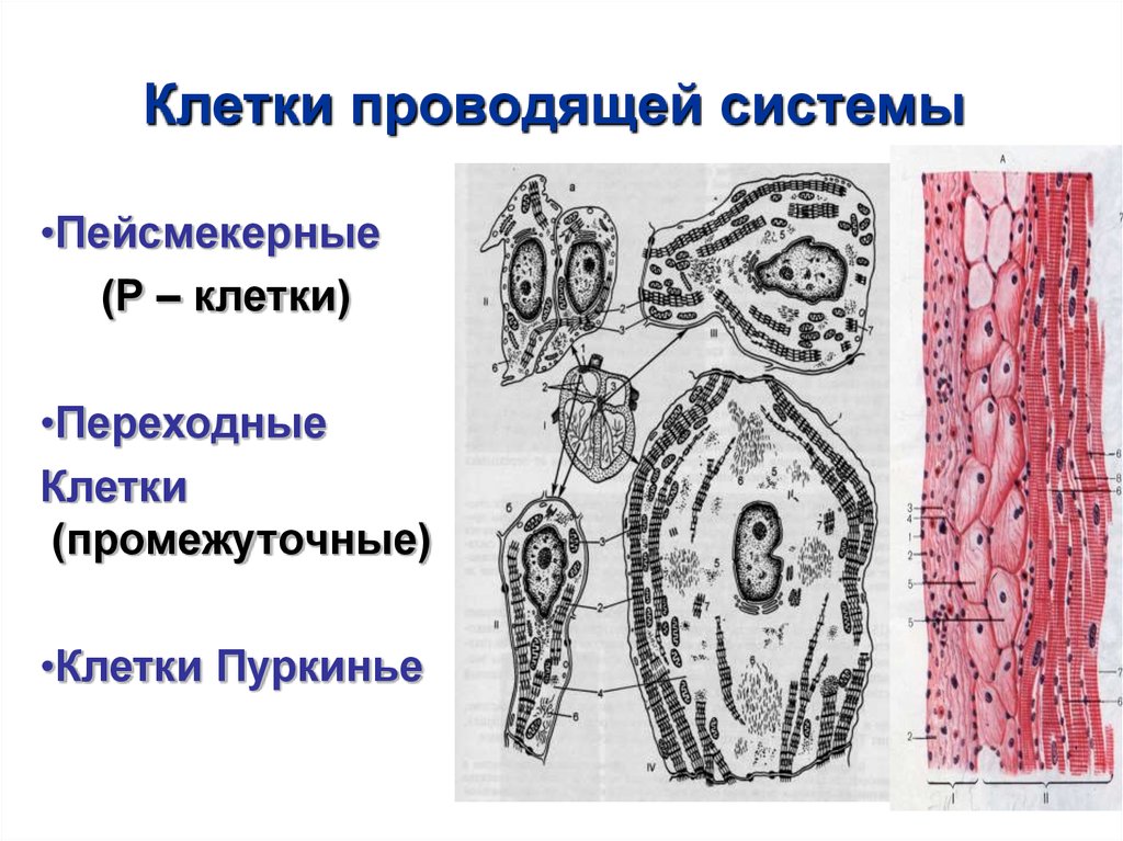 Клетки сердца. Пейсмекерные клетки, переходные клетки. Клетки проводящей системы сердца. Переходные клетки проводящей системы. Кардиомиоциты проводящей системы.