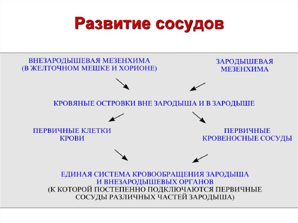 Источник развития. Источник развития сосудов. Развитие кровеносных сосудов. Эмбриональные источники развития кровеносных сосудов.