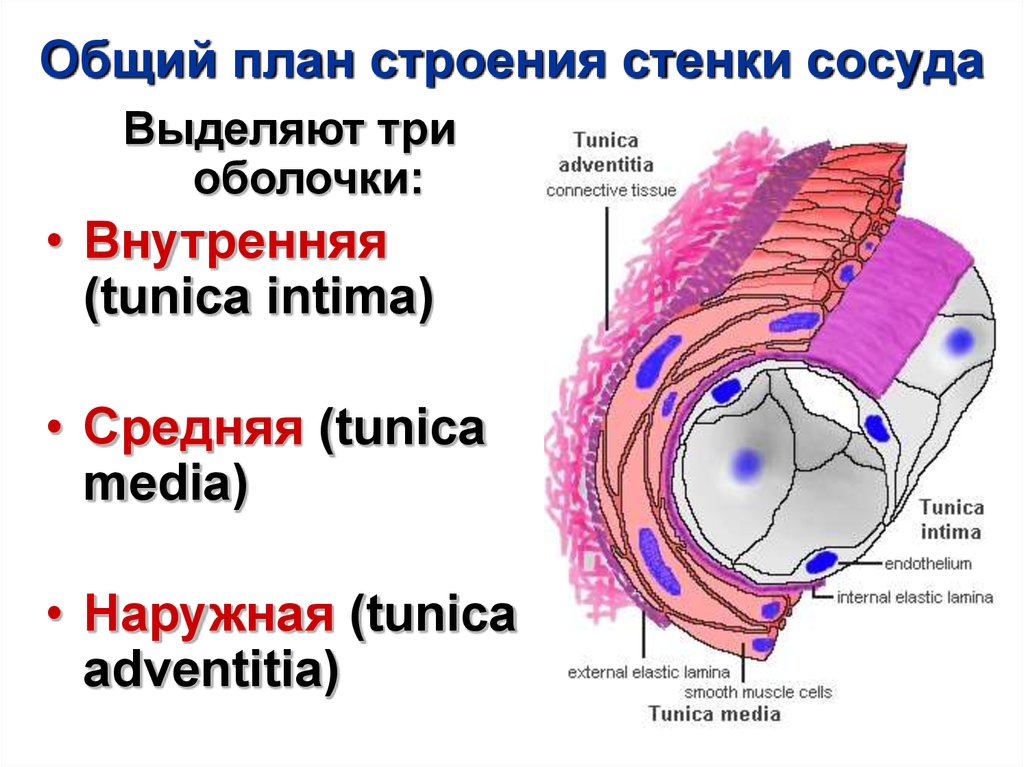 Воспаление внутренней оболочки вены латынь. Схема строения стенки сосуда гистология. Строение оболочки артерии. Строение стенки кровеносных сосудов гистология. Общий план строения стенки кровеносных сосудов.