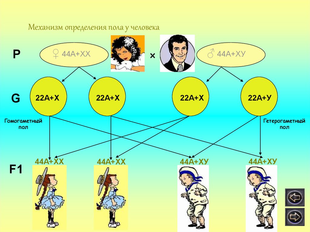 Что определяет пол человека. Механизм определения пола у человека. Наследование пола у человека. Генетика пола механизм определения пола. Охарактеризуйте механизм определения пола у человека.