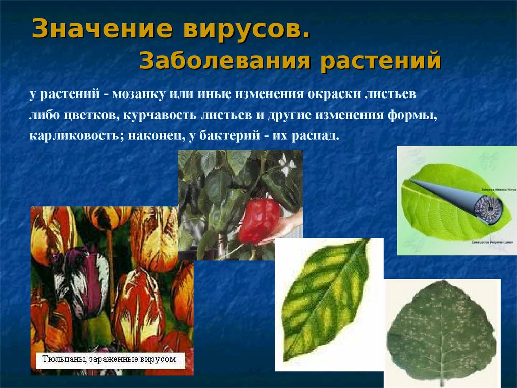 Индиго от болезней растений. Заболевания растений. Вирусные заболевания растений.