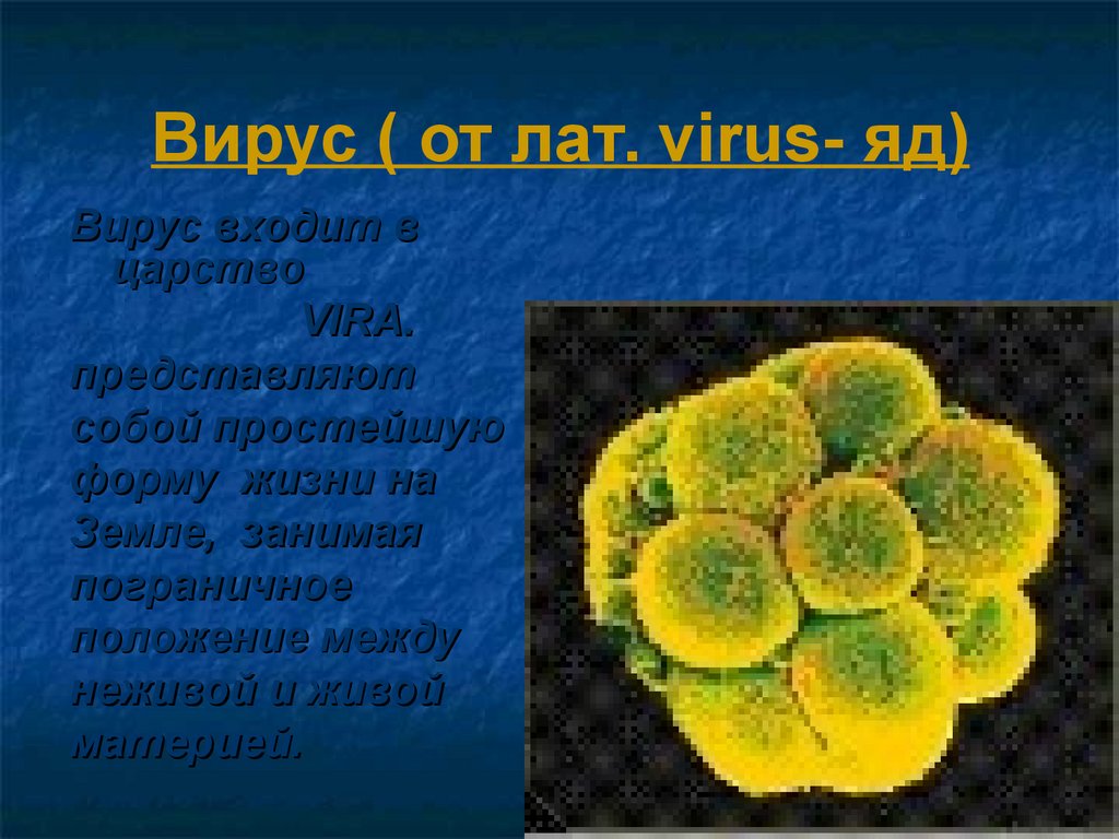 Вирус ( от лат. virus- яд)