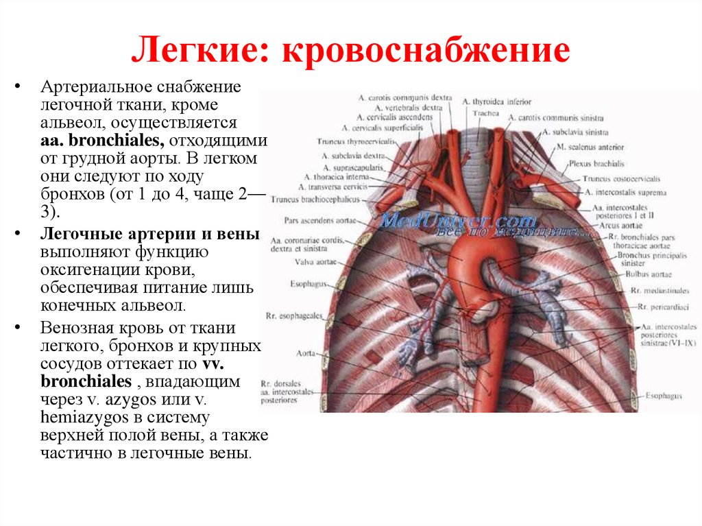 Кровеносные сосуды аорта легочные артерии легочные вены