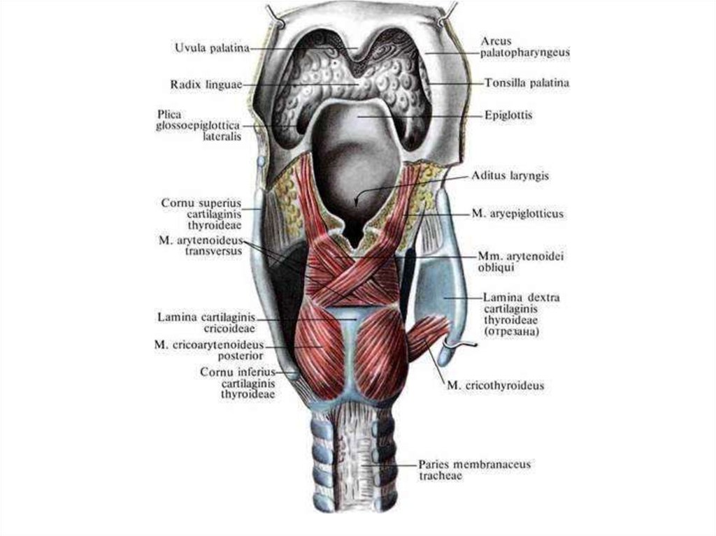 Мышцы голосовых связок. Надгортанник и щитовидный хрящ. Гортань мышцы анатомия строения. Строение гортани хрящи и мышцы. Мышцы гортани Синельников.