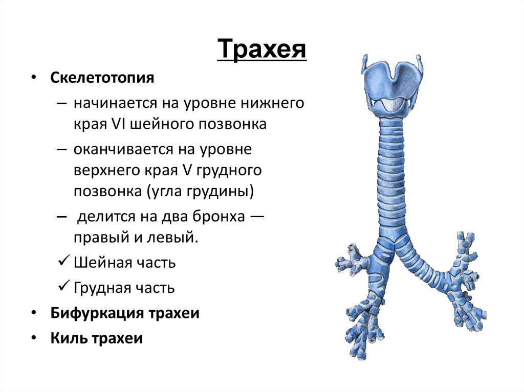 Каковы особенности строения трахеи. Топография трахеи анатомия. Трахея топография строение функции. Скелетотопия трахеи и бронхов. Бифуркация трахеи синтопия.