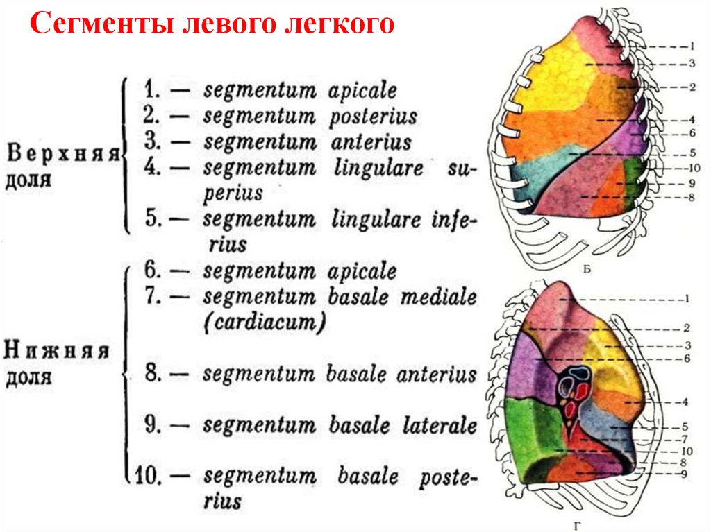 Язычковые сегменты левого. Сегмент s3 правого легкого располагается. Сегменты верхней доли левого легкого. Сегменты правого и левого легких. Топографическая анатомия легких доли сегменты.