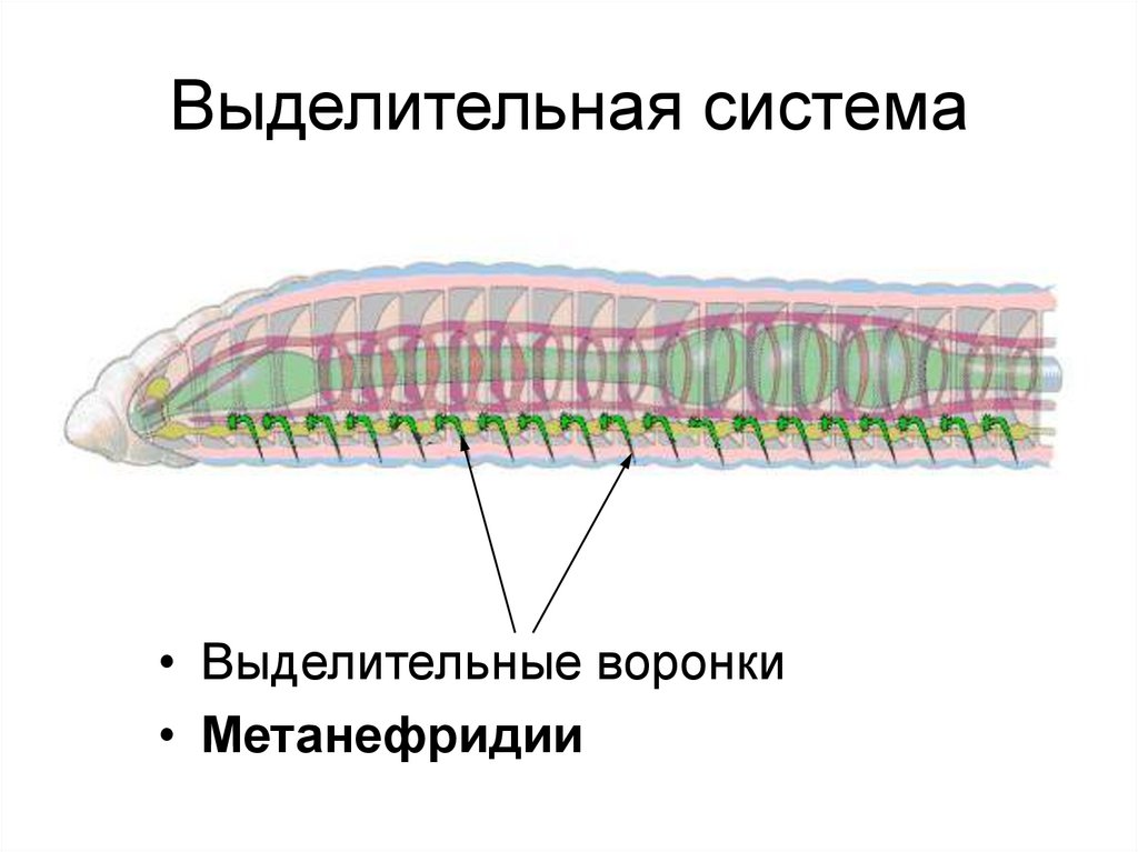 Внутреннее строение кольчатых. Нервная система кольчатых червей. Класс пиявки выделительная система. Выделительная кольчатых червей. Выделительная система кольчатых червей.