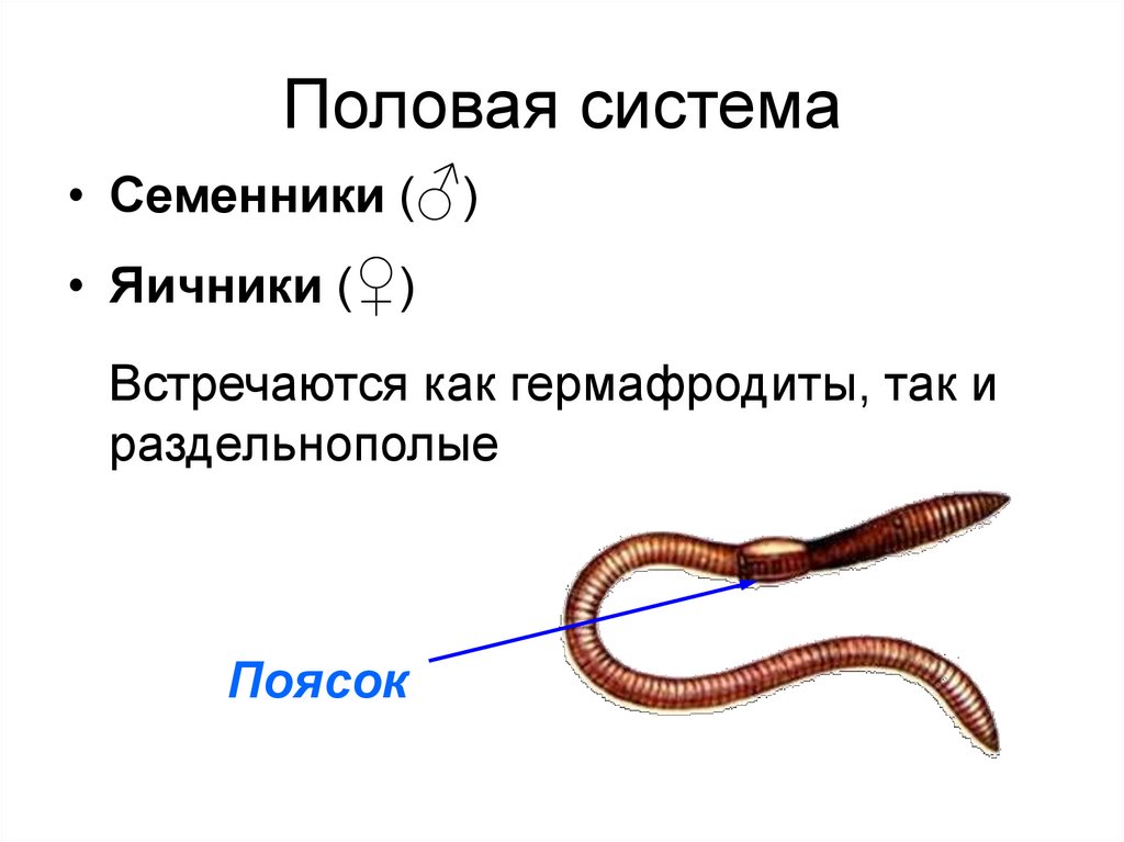Круглые черви тип беспозвоночных. Кольчатые черви система размножения. Половая система кольчатых червей. Органы размножения кольчатых червей 7 класс. Кольчатые черви половая система.