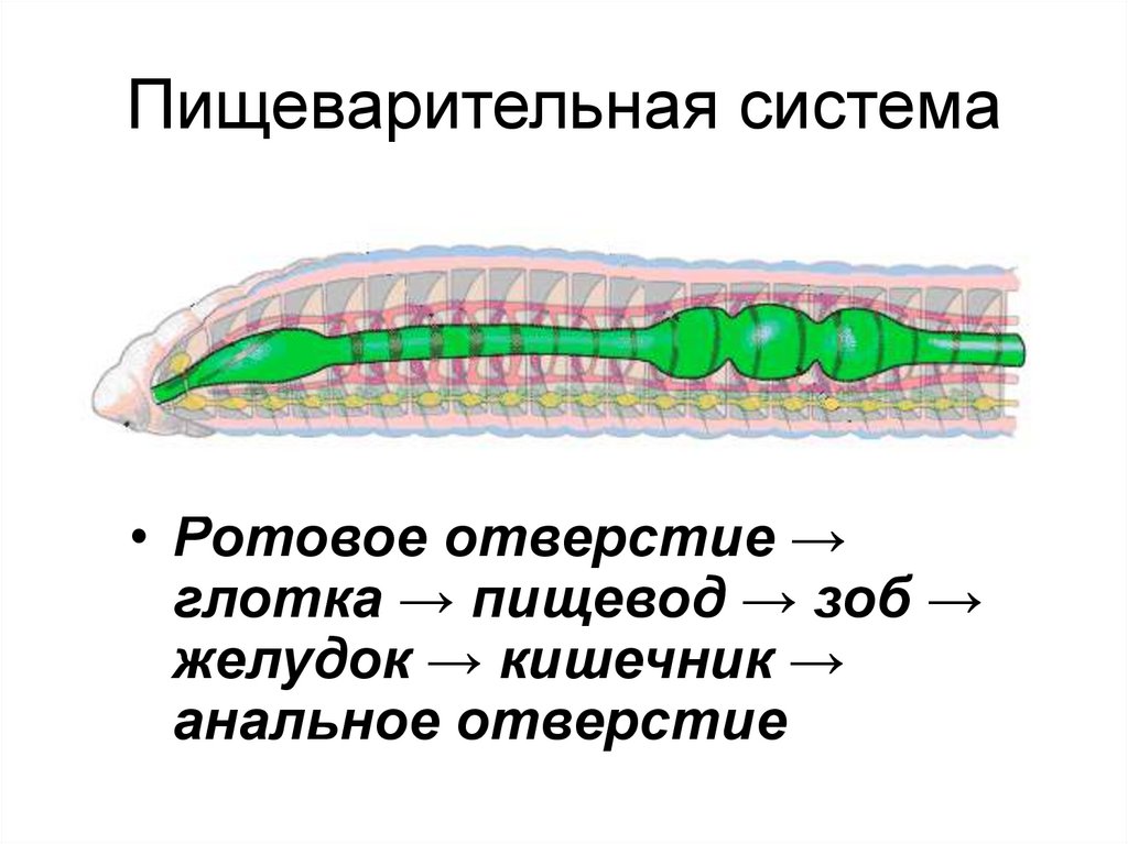 Пищеварительная система органов кольчатых червей. Пищеварительная система кольчатых червей 7 класс биология. Отделы пищеварительной системы кольчатых червей. Схема пищеварения кольчатых червей. Пищеварительная система кольчатых червей 7 класс.