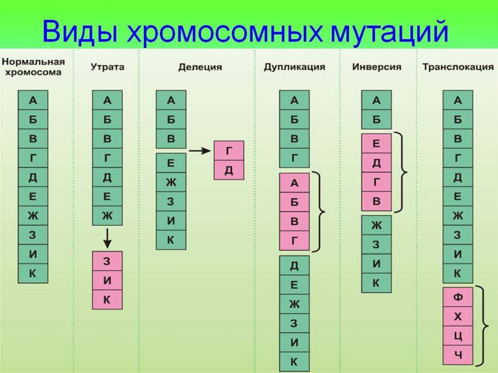 Хромосомная мутация презентация