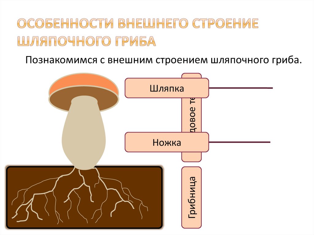 Строение шляпочных грибов схема