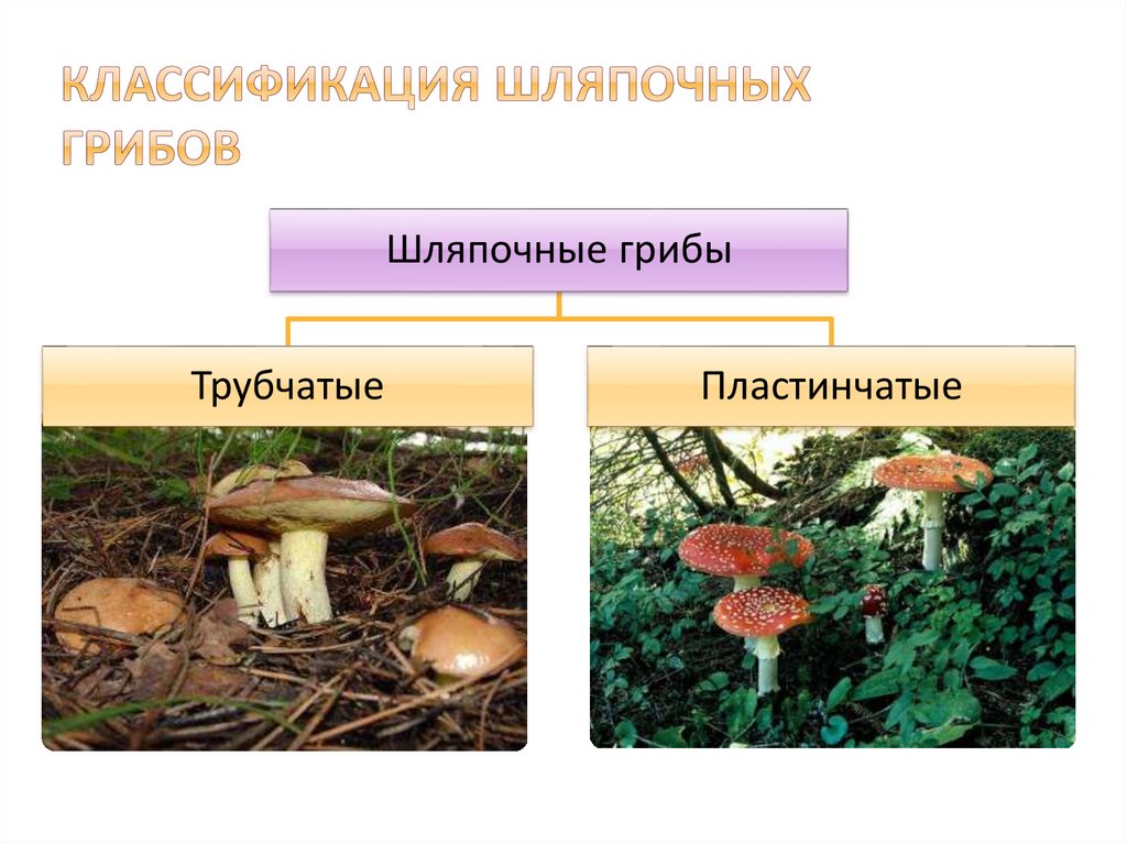 Проект шляпочные грибы