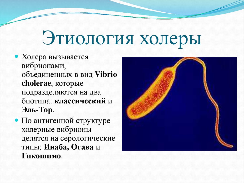 Какой возбудитель холеры. Холерный вибрион этиология. Тип размножения холерного вибриона. Бактерии-паразиты холерный вибрион.