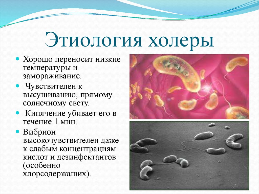 Возбудителем холеры является. Vibrio cholerae этиология. Vibrio cholerae патогенез. Холера Vibrio cholerae этиология. Холера этиология возбудителя.