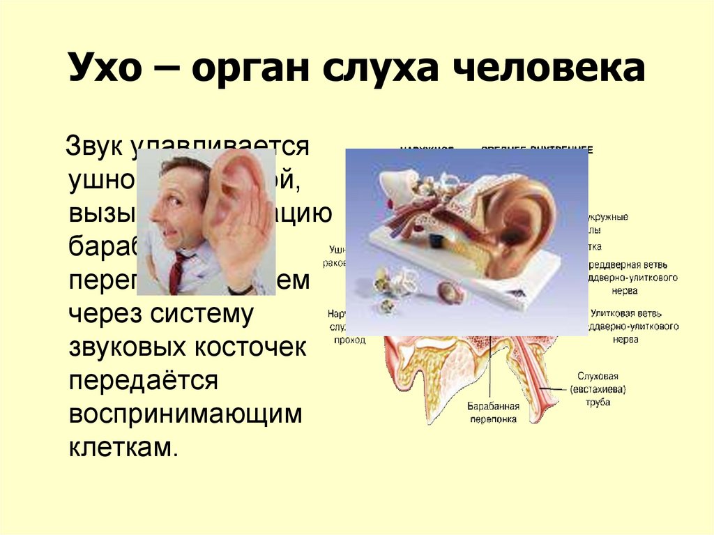 Верные признаки органов слуха человека. Уши орган слуха. Характеристики слуха человека. Параметры слуха человека. Характеристика органа слуха.