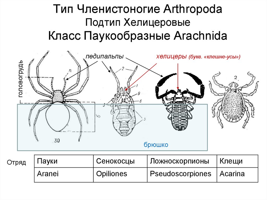 Тип членистоногие класс паукообразные. Хелицеровые характеристика. Хелицеровые общая характеристика типа. Хелицеровые классы отряды представители. Тип членистоногих класс паукообразных.