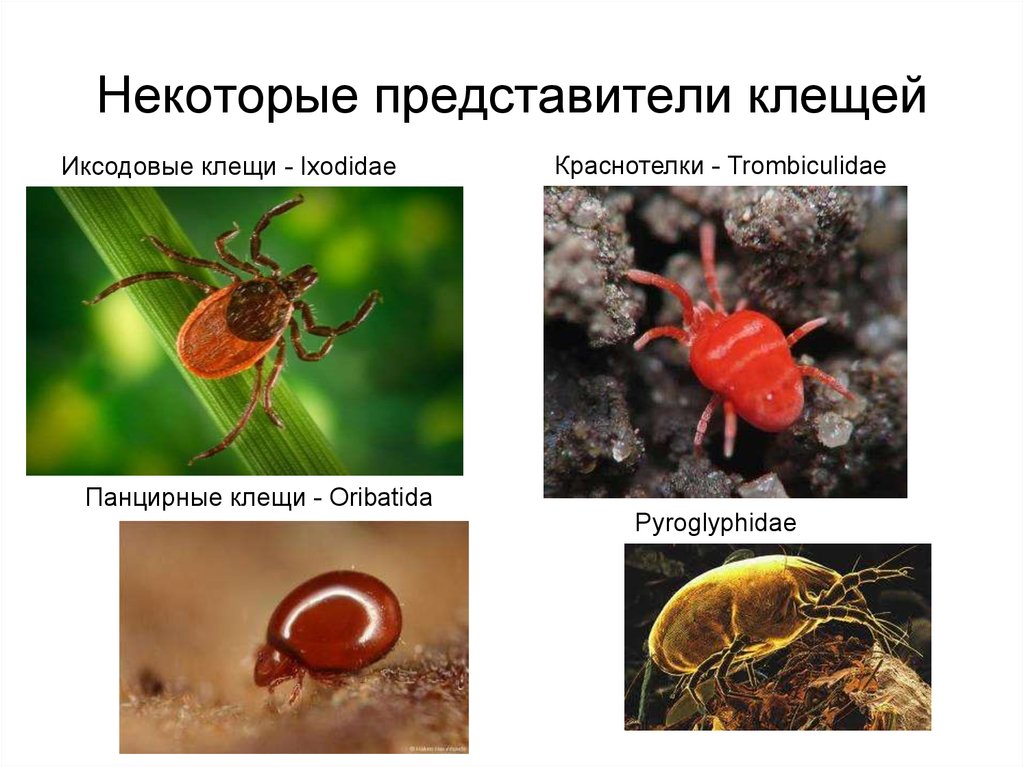 Некоторые представители. Клещи орибатиды. Иксодовые клещи представители. Представитель семейства иксодовые клещи. Краснотелковые клещи Trombiculidae.