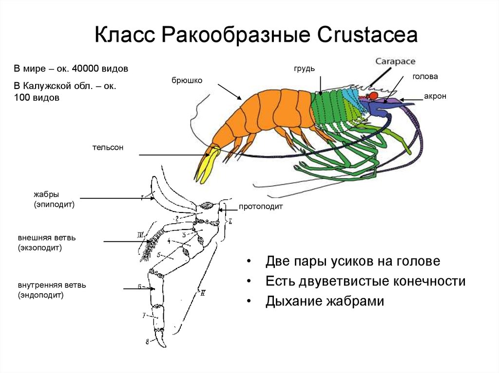 Двуветвистая конечность ракообразных схема