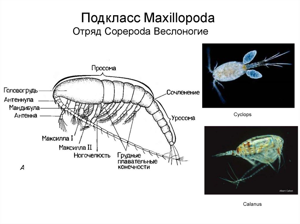 Циклоп рачок рисунок