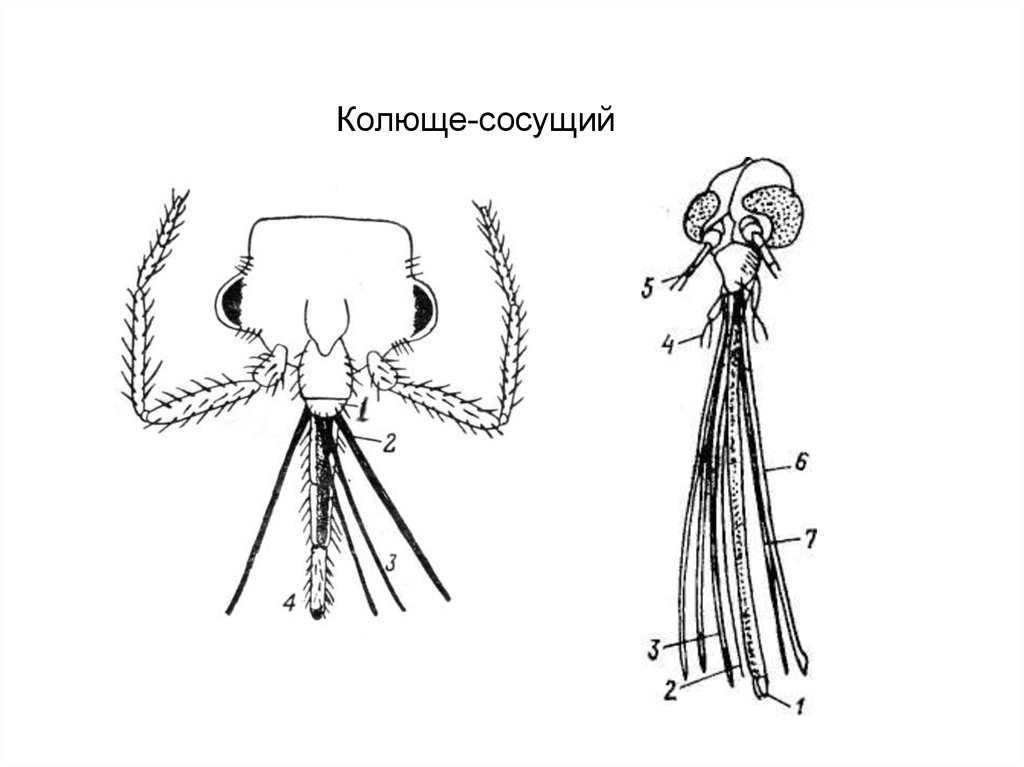 Ротовые аппараты насекомых. Строение колюще-сосущего ротового аппарата клопа. Колюще-сосущий ротовой аппарат тли. Строение колюще-сосущего ротового аппарата постельного клопа. Колюще сосущий аппарат у клопов.