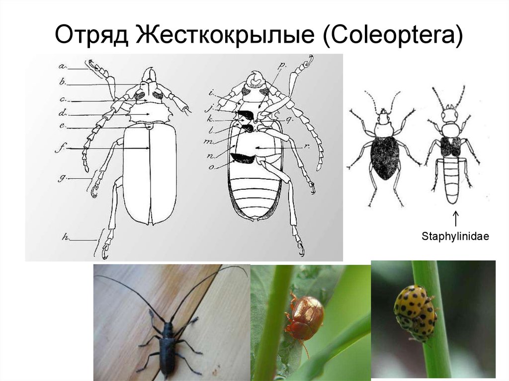 Отряд жесткокрылые. Жизненный цикл жесткокрылых. Цикл развития жесткокрылых. Отряд жесткокрылые конечности.