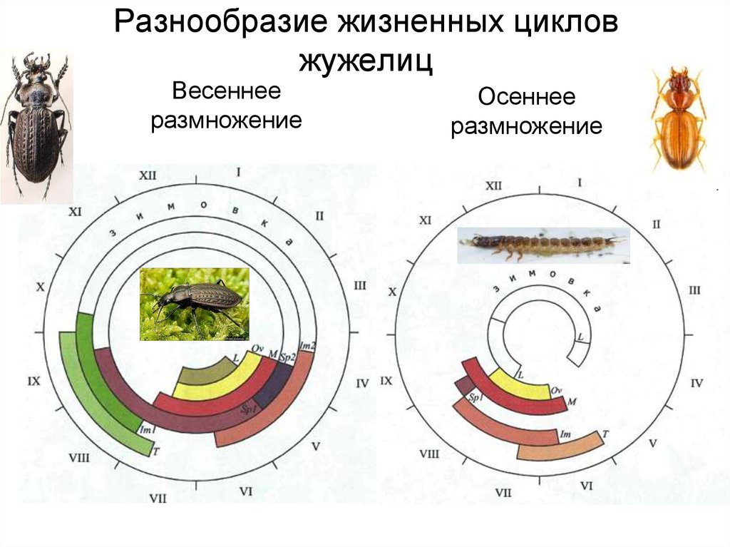 Все представленные на рисунках 1 4 объекты относятся к одной стадии жизненных циклов растений