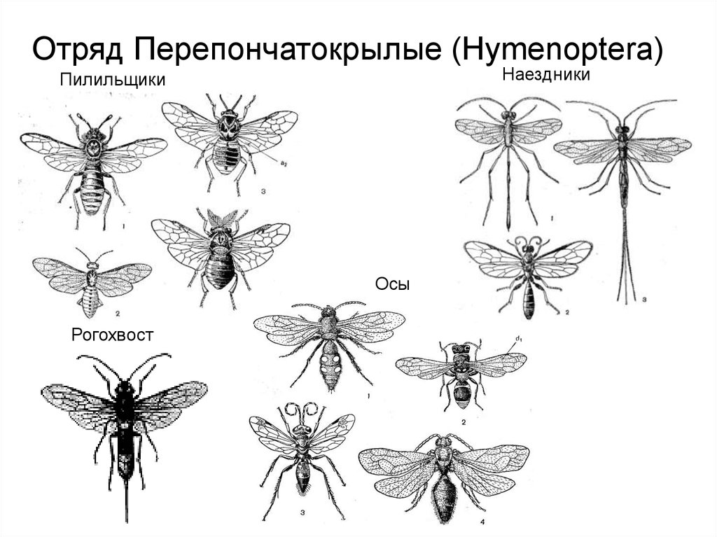 Перепончатокрылые представители. Отряд Перепончатокрылые (Hymenoptera). Представители перепончатокрылых насекомых. Отряд Перепончатокрылые пилильщики. Представители отряда перепончатокрылых насекомых.