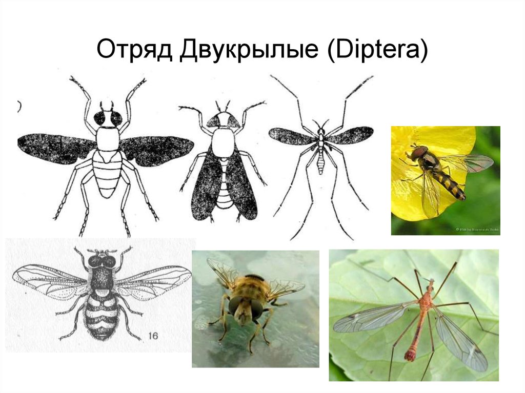 Класс насекомые отряд двукрылые