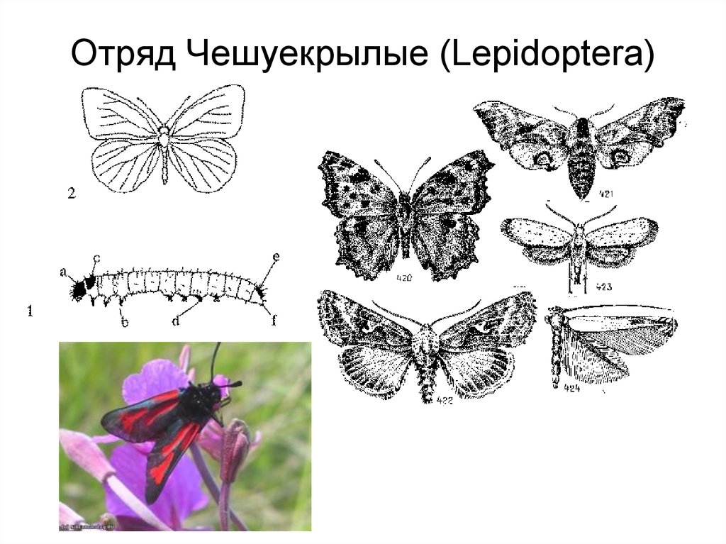 Чешуекрылые представители. Отряд чешуекрылые бабочки. Отряд чешуекрылые (Lepidoptera). Чешуекрылые бабочки представители. Представители отряда чешуекрылые бабочки.