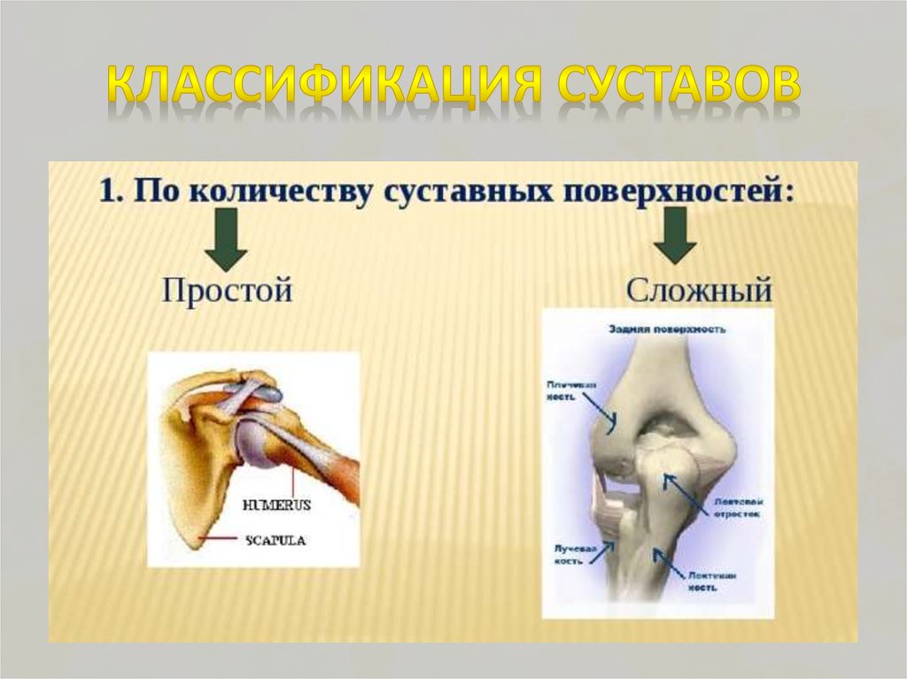 Классификация суставов