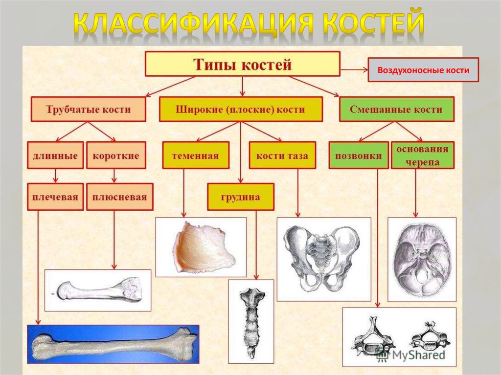 Скелет строение состав и соединение костей 8 класс презентация