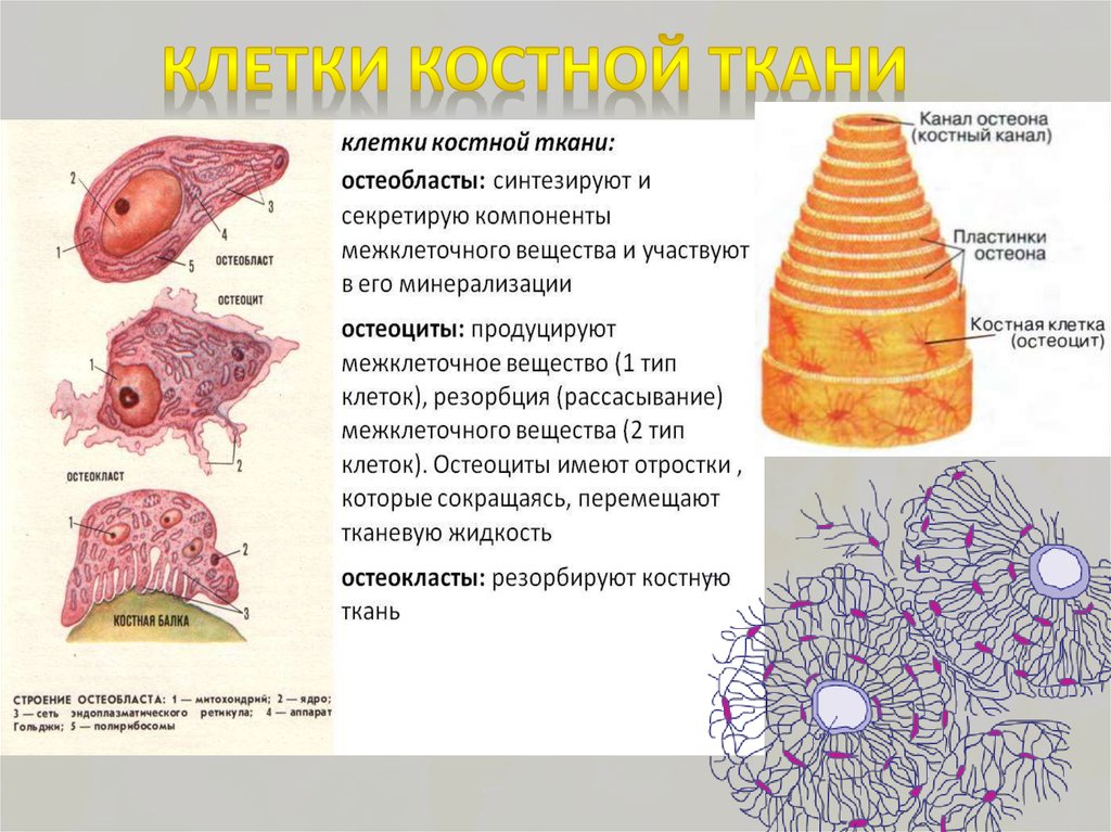 Функции костной ткани в организме. Описание костной клетки. Строение клетки костной ткани. Костные клетки остеоциты. Строение костной ткани остеобласты.