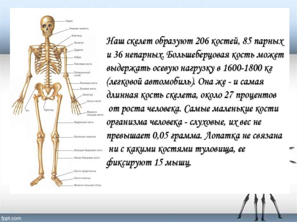 Факты систем органов человека. Факты о скелете человека. Интересные факты о строении человека. Строение тела интересный факт. Интересные факты о человеческом скелете.