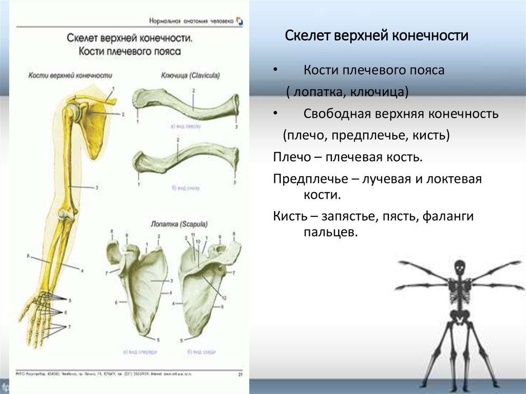 Скелет конечностей развитие. Скелет пояса верхних конечностей у хамелеона. Опорно двигательная система скелет верхней конечности. Скелет верхней конечности meduniver. Пояс верхних конечностей анатомия.