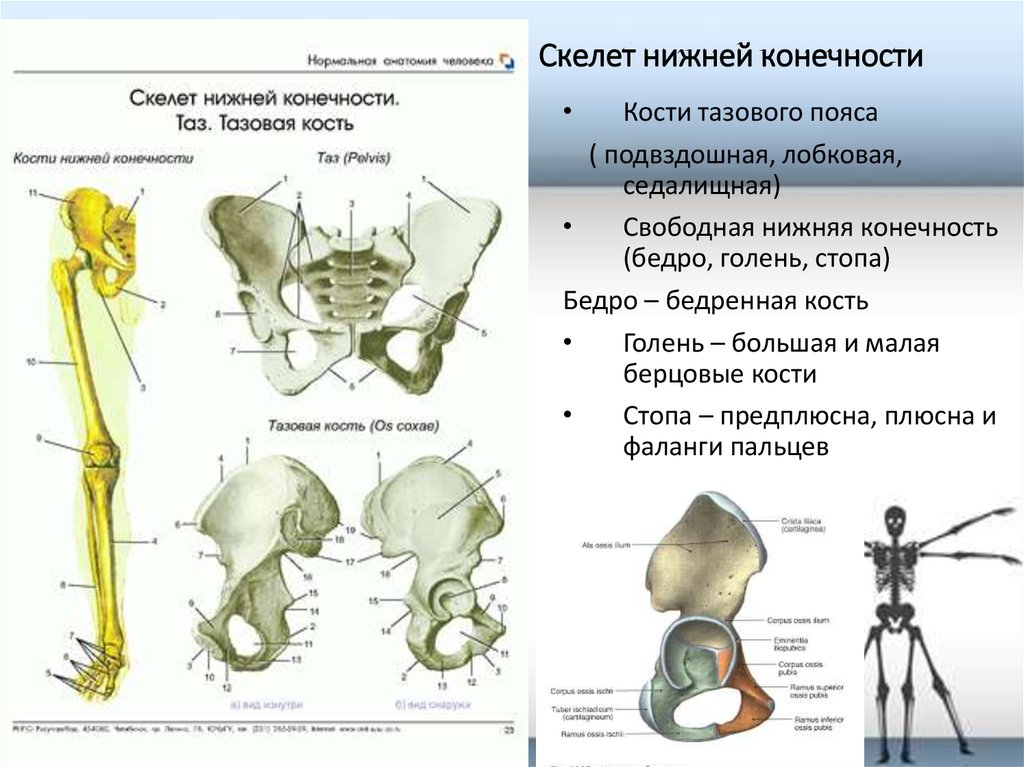 Функция скелета передних конечностей