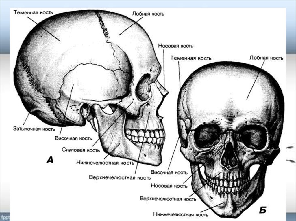 Чем можно объяснить легкость черепа. Строение черепа спереди и сбоку. Строение костей черепа анатомия. Череп спереди схема. Кости черепа схема анатомия.