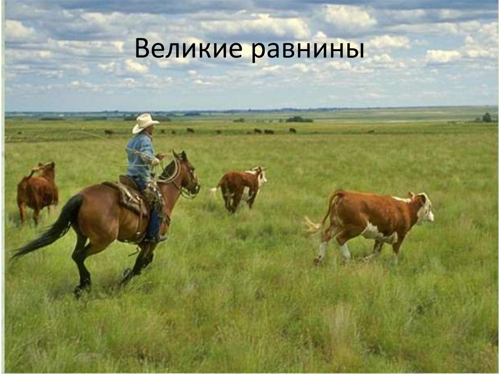 Презентация великие равнины россии. Великие равнины. Великие равнины природные зоны. Великие равнины животные. Кто живет на равнинах.